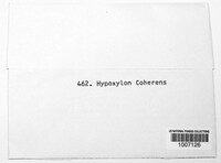 Jackrogersella cohaerens image